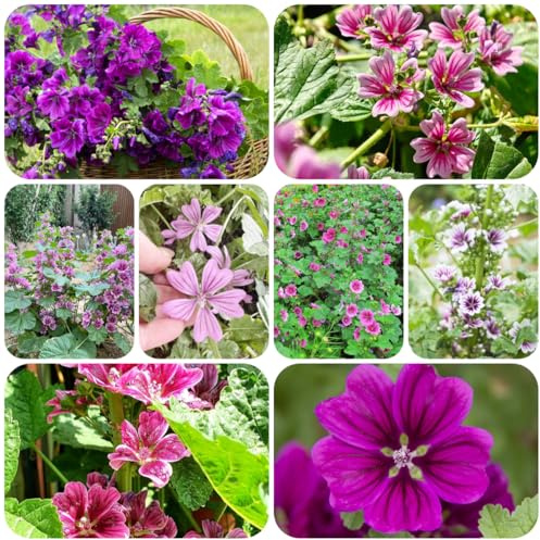 malva, semi di tappezzanti resistenti al freddo semi di malva d'appartamento rare Decorazioni giardino per esterni Arredamento del 420semi