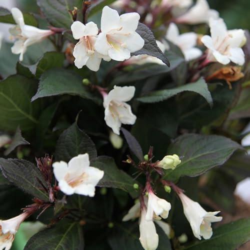 Plant Theory Ebony and Ivory Weigela Shrub Plant 2L Pot