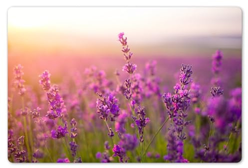 KitchenYeah© Platzsets Abwaschbare Placemats Set 6 45x30 cm Tischsets Platzdeckchen Platzset Tischset Esstisch Telleruntersetzer Waschbar Lavendel - Frühling - Violett