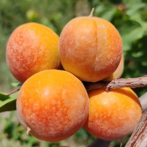 semillas de albaricoquero, interior, albaricoquero resistentes al aire libre, semillas para lecho elevado 22pcs