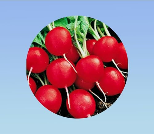500 graines Radis Saxa
