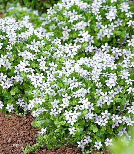 BALDUR Garten 6x winterharte Isotoma White Splash Pflanzen im 9x9 cm-Topf | blühender Bodendecker, winterharte Staude, mehrjährig & pflegeleicht, blühend, Isotoma fluviatilis