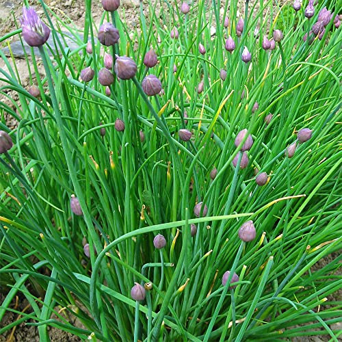 Garlic Chive 'Neko'. 4 x Plug Plants. Perennial Allium herb. for use in Oriental Cuisine. Available from Bedwen Plants