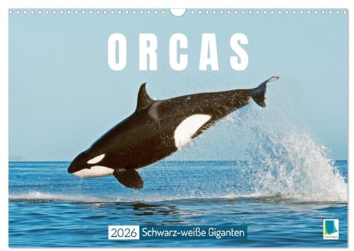 Orcas: Schwarz-weiße Giganten (Wandkalender 2026 DIN A3 quer), CALVENDO Monatskalender: Orcas: Majestätische Meeresakrobaten (CALVENDO Tiere)