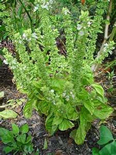 Basil- 200 graines citronnier
