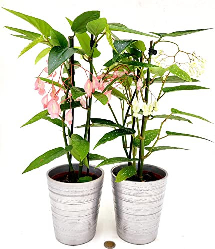 POWERS TO FLOWERS - BEGONIA TAMAYA A FIORE BIANCO e ROSA, CORALLINA, TAMAIA, 2 PIANTE IN VASO CERAMICA ARGENTO, piante vere