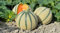 30 Semillas de Melón Charentais- Jardín vegetal antiguo - semillas campesinas reproducibles - SemiSauvage