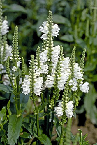 Physostegia 'Crystal Peak' White Perennial Plug Plants Pack x6