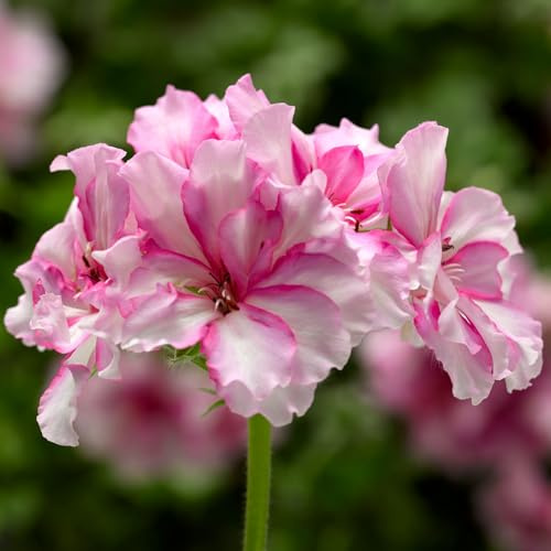 Geranie 'Corriente Pink Bicolor', pink, hängend, Topf-Ø 13 cm, 6 Pflanzen