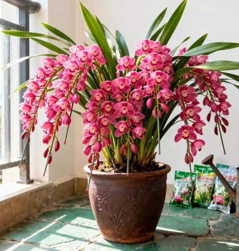 Orchidea Cymbidium dal profumo intenso - Facile da coltivare - Fiorisce sia in casa che all'aperto - Adatta ai principianti-3 PCS-E