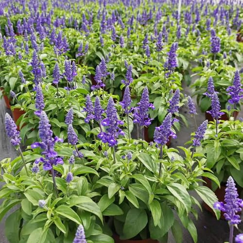 salbeisamen mehrjährig winterhart, deko balkon steingarten 500pcs