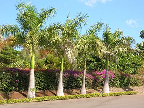 Zuckerrohrpalme - Dypsis Baronii - 5 frische Samen