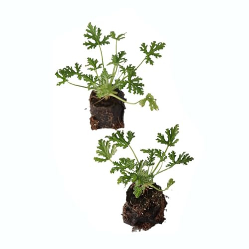 Planta Geranio Citronella - Kit 2 Unidades - Plantas Natural - Hierbas Repelentes Mosquitos