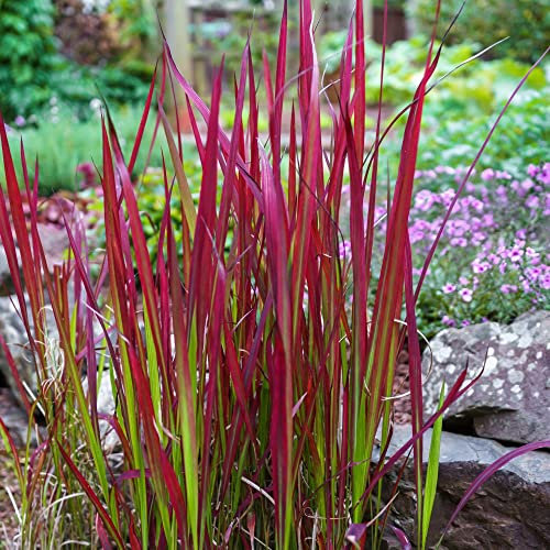 Imperata cylindrica 'Rubra' 'Red Baron' Japanese Blood Grass Hardy Perennial Low Maintenance Easy to Grow Your Own Garden Grasses 1x 9cm Potted Plant by Thompson and Morgan (1)