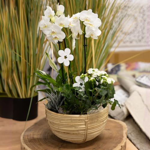 DARO DEKO Rattan Korb Pflanz-Schale rund Ø 25 x 15cm mit Einsatz Blumentopf geflochten Aufbewahrungskorb Übertopf Blumenkorb