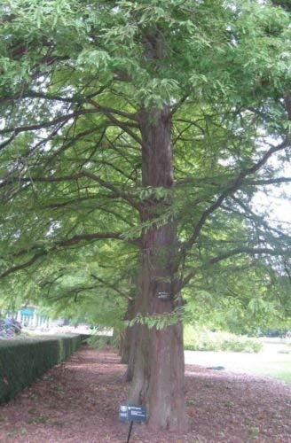 Taxodium distichum Cipresso Calvo semi!