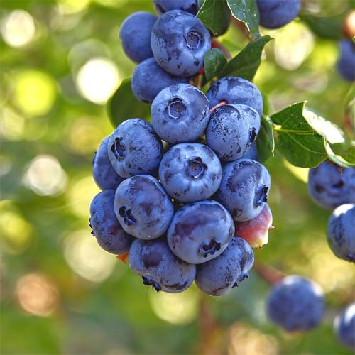 Myrtille Spartan (Vaccinium corymbosum) - 2 Plantes - Vivaces & Résistantes - Plantes de Hollande - Pour Jardin et Pots (pas de graines, pas artificiel)