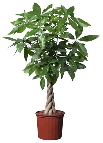 Pachira XL Planta Natural La Versión de Gran Tamaño de esta Hermosa Planta Viva