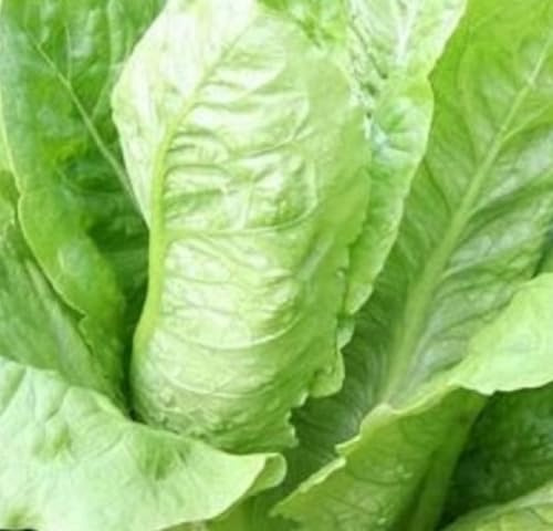 4000 Parris Island Romaine Seeds for Planting Non GMO Romaine Seeds Heirloom Garden Vegetable Seed Packet