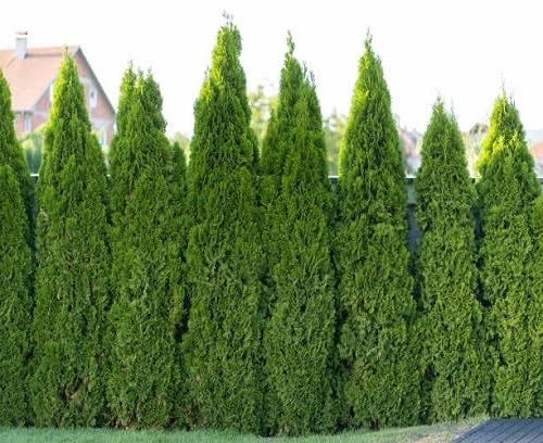 10pcs Thuja Tree Seeds Green
