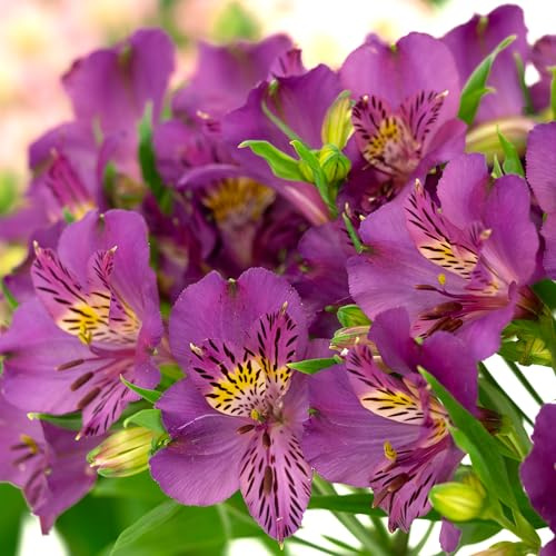 GardenersDream Alstroemeria Lila Pflanze im Topf – Faszinierender Inkalilien-Blütenstrauch – Winterharte mehrjährige Outdoor-Blühpflanze für Gartenbeete (inkl. 2L Topf)