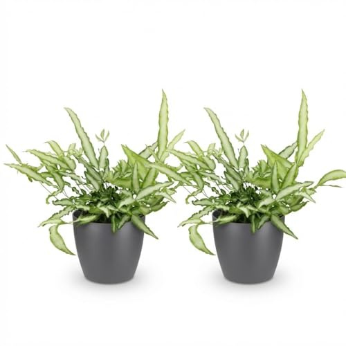 Green boutiQ - Plante d'intérieur - Pteris cretica Albolineata - Fougère ruban - Plante amicale pour les animaux - Vert - 2 Plantes - avec Pot Gris - Pot 12cm - Hauteur 20cm