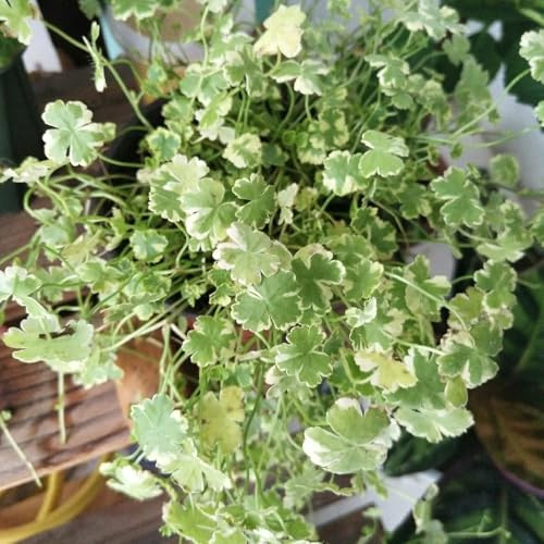 semi di edera terrestre - balcone con organico d'appartamento 600pcs