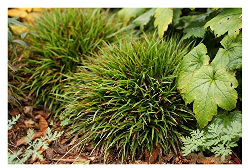 Stauden Gänge 10 x Luzula pilosa 'Igel' Behaarte Hainsimse winterhart