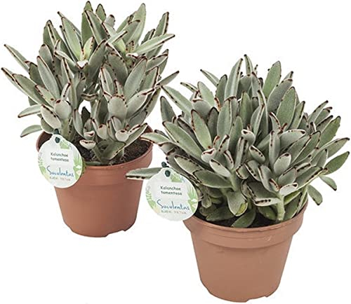 Duo Kalanchoe Tomentosa | Pack 2 Plantas | Suculentas Naturales para Decorar el Hogar | Plantas Panda
