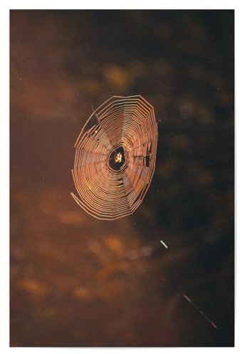 artboxONE Poster 90x60 cm Natur Spinnenweben hochwertiger Design Kunstdruck - Bild Spinnennetz mystisch nahaufnahme