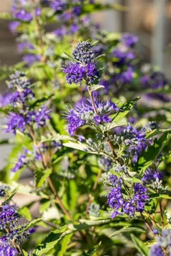 Bartblume Caryopteris clandonensis First Blue 25-30 cm Strauch winterhart