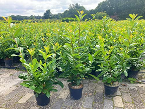 25st. Kirschlorbeer Novita 60-100cm Buschig XXL reine Pflanzenhöhe Prunus laurocerasus Lorbeer Gartenhecke Sichtschutz normal wachsende Sorte Heckenpflanze