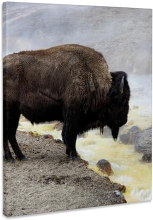 3dRose WY, Yellowstone NP, Midway Geyser Basin. American bison. Museum Grade Canvas Wrap 16x20
