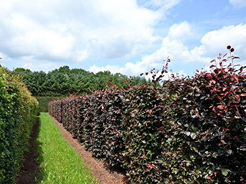 10 Stk. Blutbuche - Blutbuchenhecke Topfware 30-50 cm hoch - Fagus sylvatica Purpurea - Garten von Ehren®