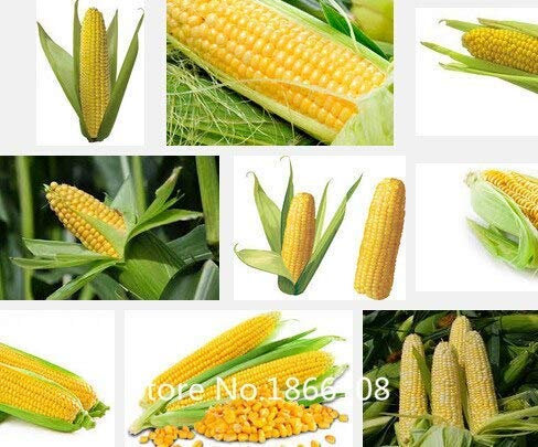 Violet : Home & Garden Home Garden Plant 20 Seeds Rare White Sweet Corn,Zea Mays Heirloom Non GMO Organic Seeds
