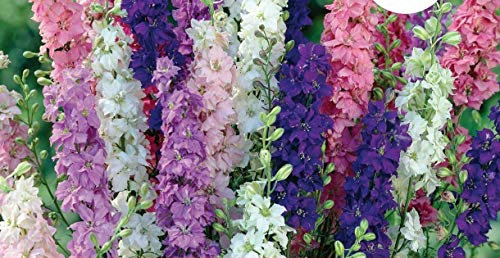 150 Seeds of Larkspur Dwarf Mixed