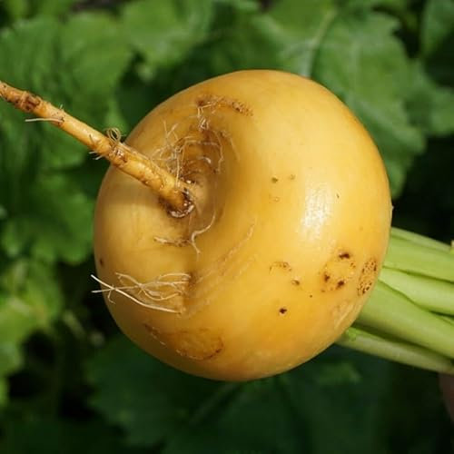 Turnip Petrovskaya 50 PCS Fresh Seeds, Brassica Rapa Petrovskaya, Neep, Rutabaga, Turnip Organic Seeds