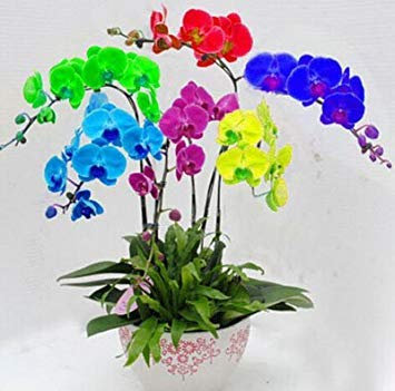 Vista Semi di Orchidea esotici Fiore Cattleya Mehrfarbige Schmetterlings-Orchidee Bonsai Monoflord Mini Garden Pianta Facile da Coltivare 200 Stück/Borsa 1