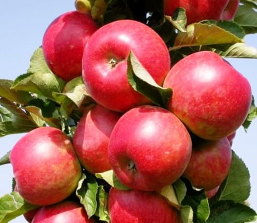 Säulenapfel Canada, Apfelbaum 4 jährig ca.160 cm. im Container.Säulen Spätsommer Äpfel