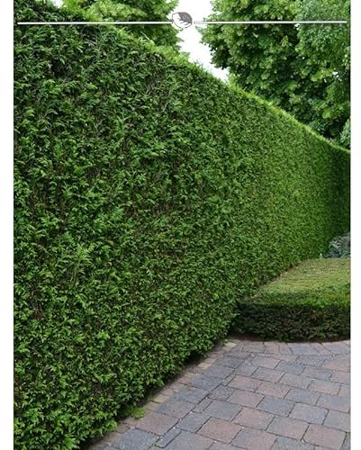 Lebensbaum Thuja Brabant 100-120 cm. 40 Koniferen. Immergrüne Heckenpflanze