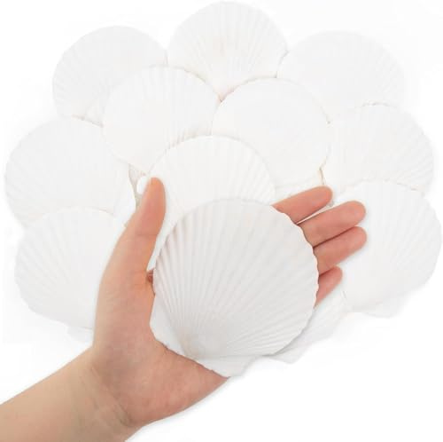 SKOOLOVE 16 Stück 7-10CM Weiße Jakobsmuscheln für Muscheln zum Basteln | Natürliche Muscheln für Handwerk DIY, Candle Making, Painting, Strand Theme Party, Hochzeit und Heimdekoration