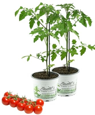 2er Set Tomatenpflanze Supersweet-100 F1 - Lupitos, Veredelte Kirschtomate, Cocktailtomate, Tomatenpflanzen Rot