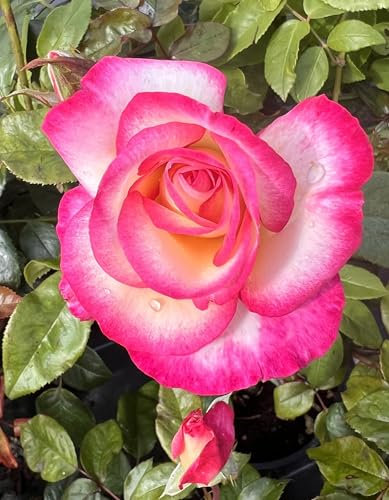 'You’re My Everything' Rose - Gorgeous Yellow Flowers Edged in Pink – Hybrid Tea Rose - 4 Litre Pot