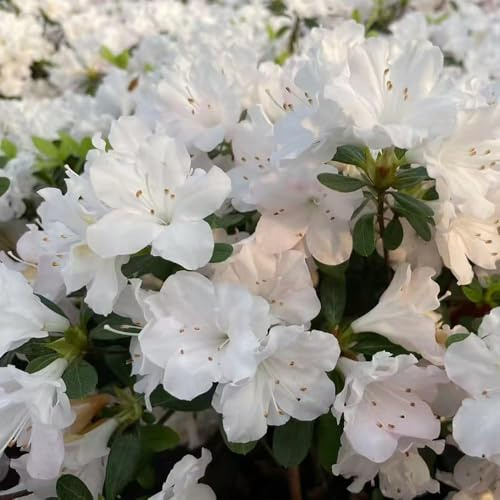 semillas rododendro Semillas de balcón resistentes jardin exóticas resistentes 120pcs