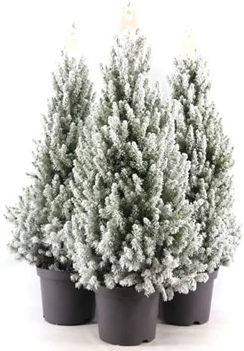 POWERS TO FLOWERS - ALBERO DI NATALE, PINETTO NATALIZIO, PINO CON NEVE, 3 PIANTE, ALTEZZA 25CM, VASO 11CM diametro, piante vere