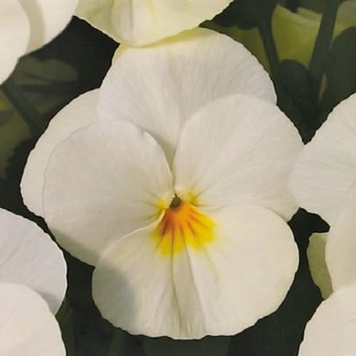 Helza Stiefmütterchen Twix Power Cream F1, Power Creme F1, Holländische Veilchen, 200 stück, Blumensamen für Garten und Balkon, Pflanzensamen, Saatgut von Kulturpflanzen