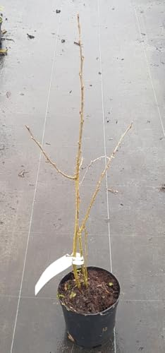 Caragana arborescens/Acacia jaune/Conteneur de 2 à 2.9 litres/Arbuste fruitier