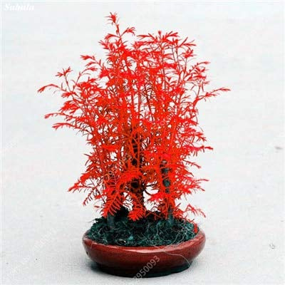 Confezione fresca di 100 semi di albero di sequoia Mini Dawn per piantare il rosso