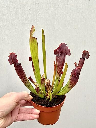 Planta Carnívora Sarracenia Natural - La Depredadora Silenciosa que Embellece tu Espacio