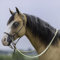 Mustang Gebisslose Halfter Trense